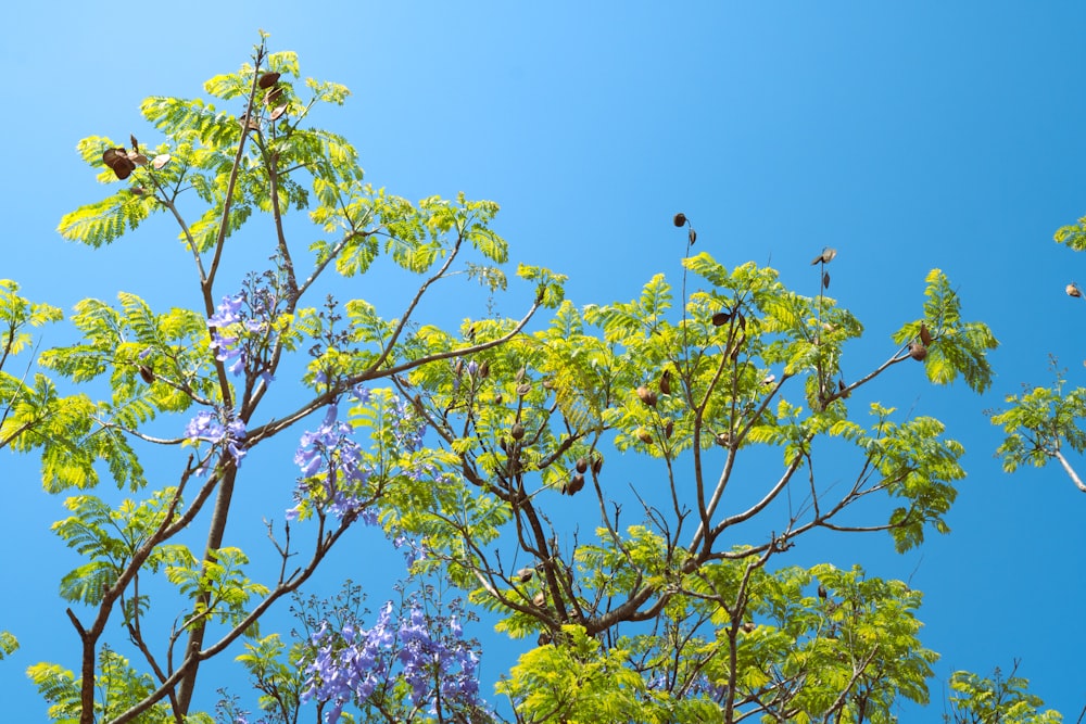 a group of birds sitting on top of a tree