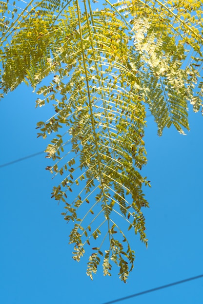 a tree branch with green leaves against a blue sky