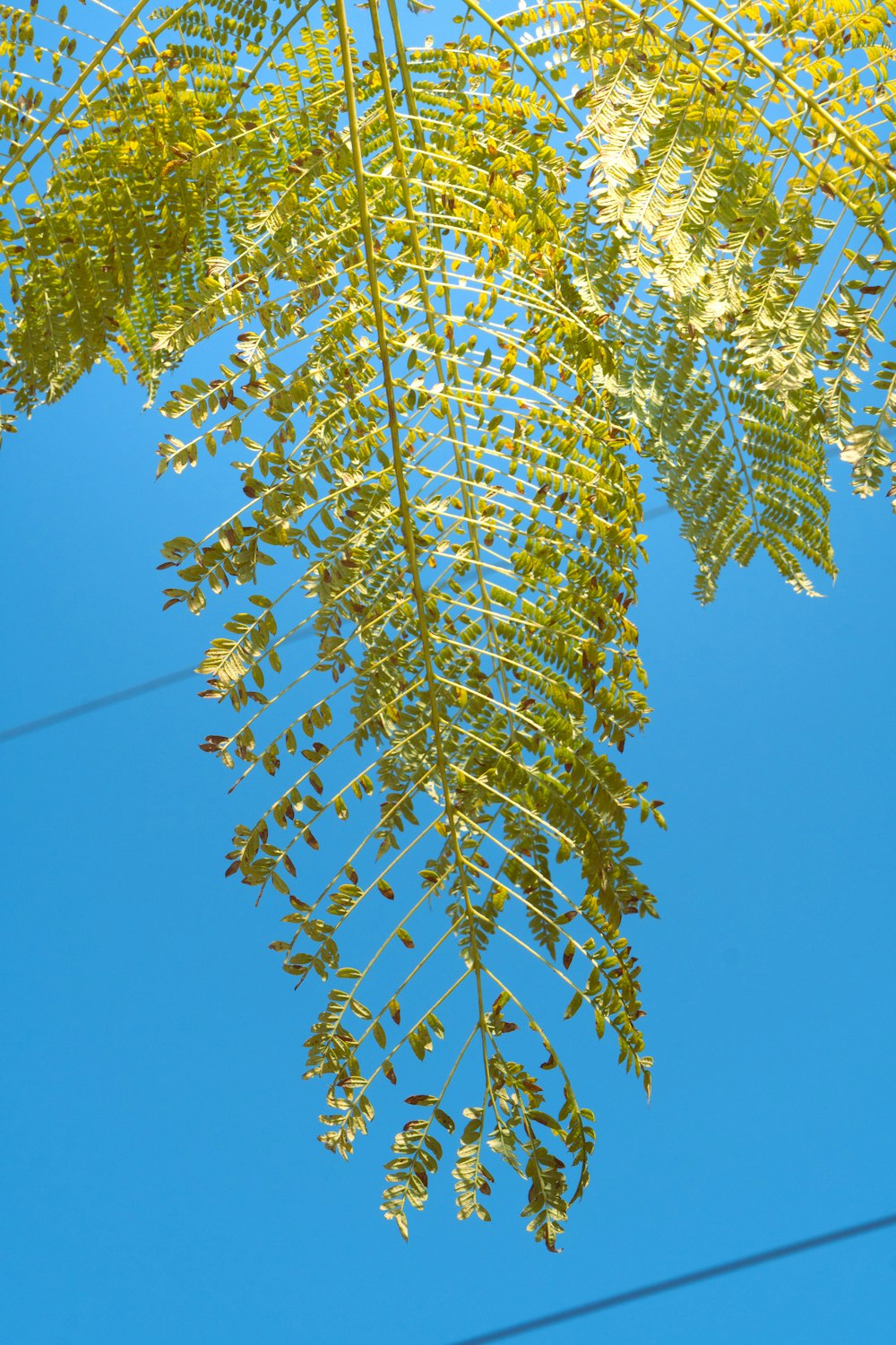 a tree branch with green leaves against a blue sky