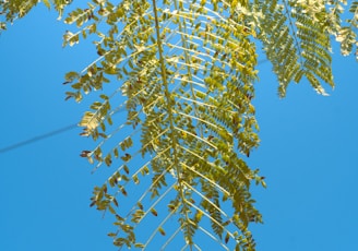 a tree branch with green leaves against a blue sky