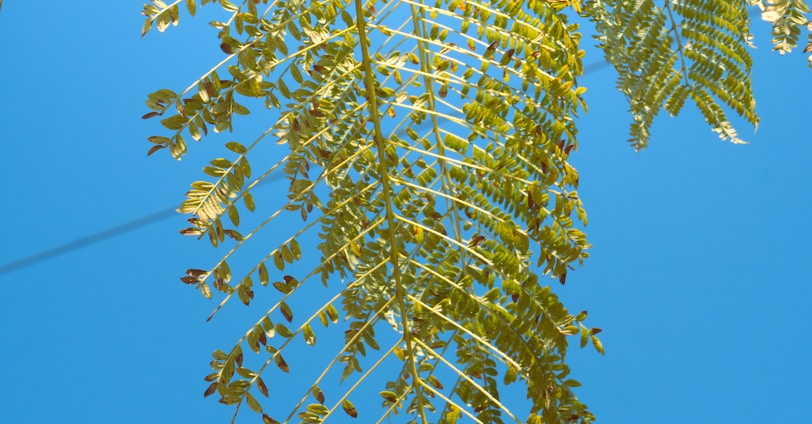 a tree branch with green leaves against a blue sky