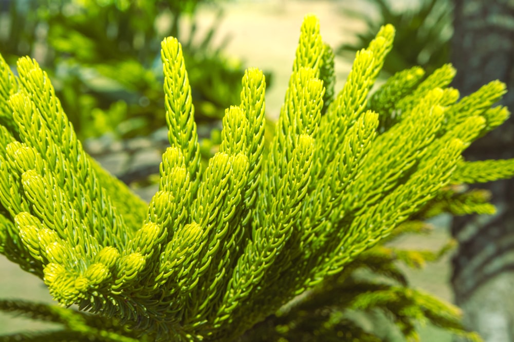 Un gros plan d’une plante verte avec beaucoup de feuilles