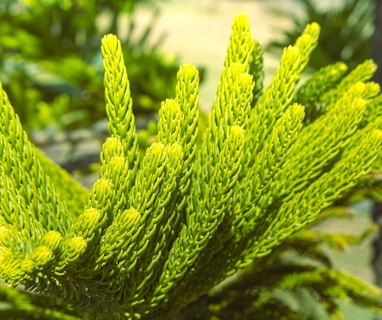 a close up of a green plant with lots of leaves