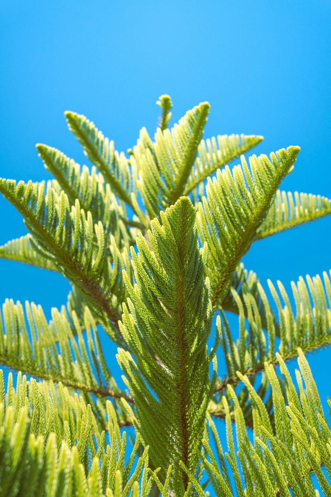 cyperus, herbicide, a close up of a tree branch with a blue sky in the background