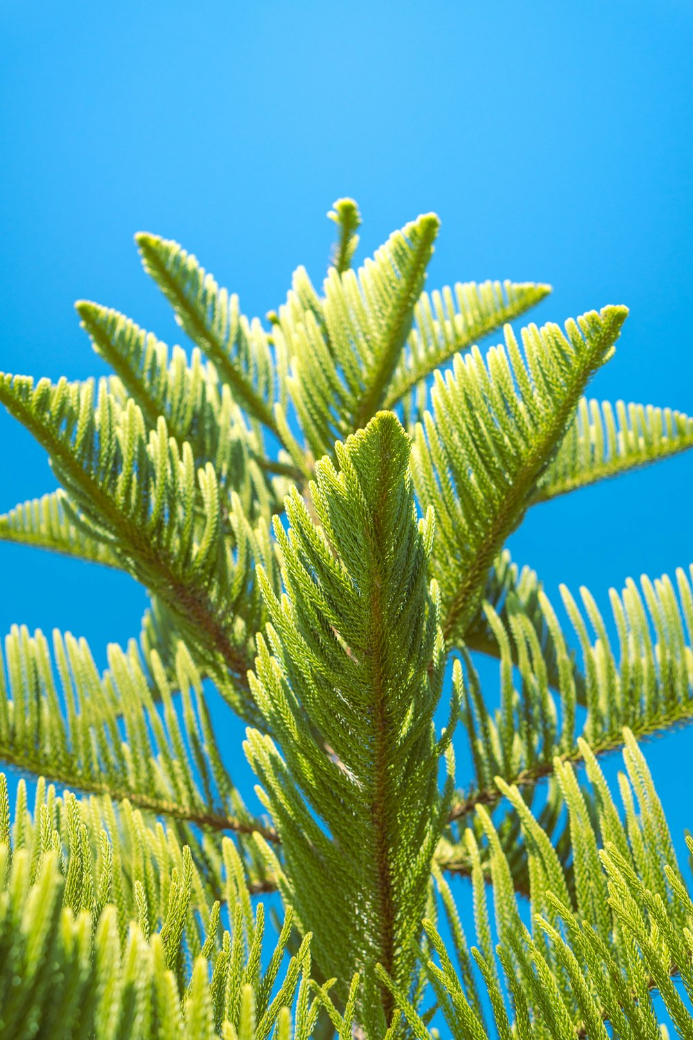 a close up of a tree branch with a blue sky in the background