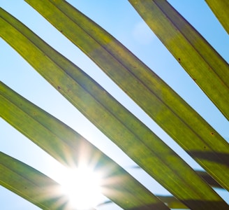 the sun shines through the leaves of a palm tree