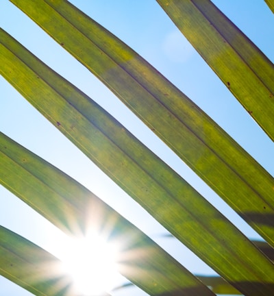 the sun shines through the leaves of a palm tree