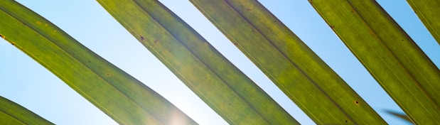 the sun shines through the leaves of a palm tree