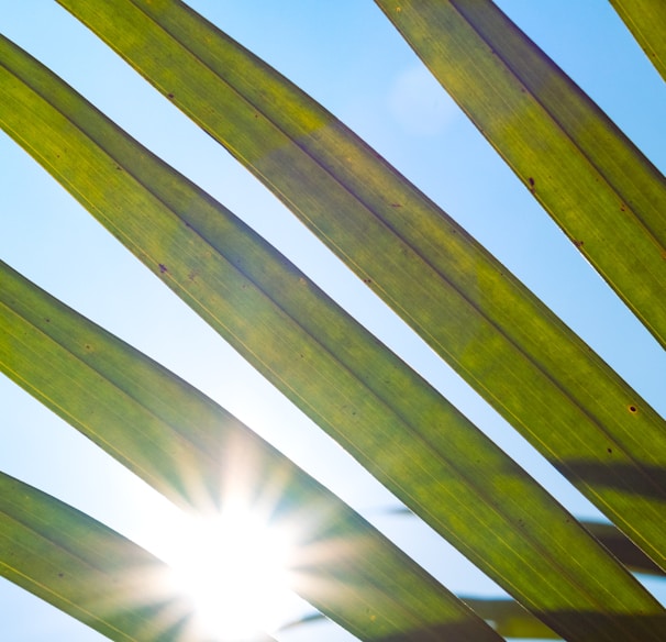 the sun shines through the leaves of a palm tree