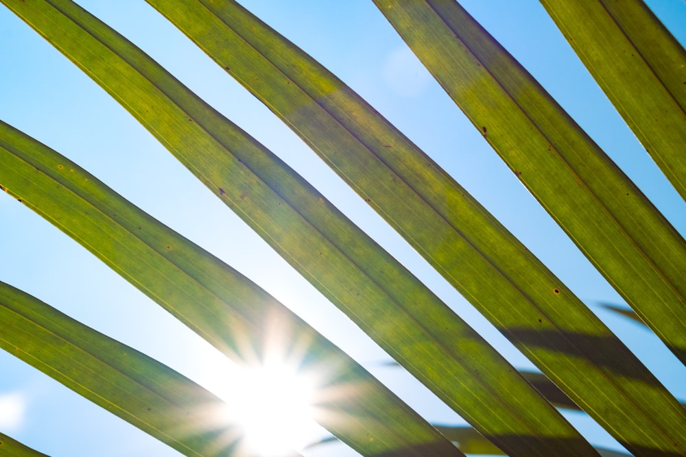 the sun shines through the leaves of a palm tree