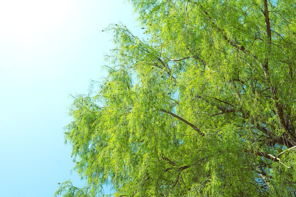 Un albero con foglie verdi e un cielo blu sullo sfondo