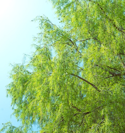 a tree with green leaves and a blue sky in the background