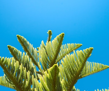 a close up of a tree with a blue sky in the background