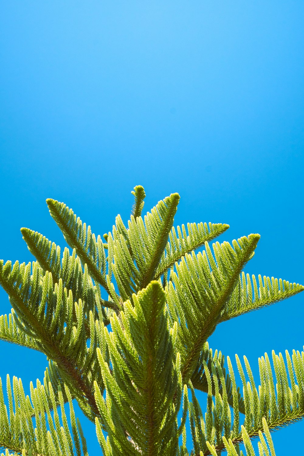 a close up of a tree with a blue sky in the background