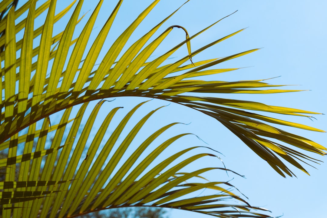 vanda, fertilizer, a close up of a palm tree with a blue sky in the background