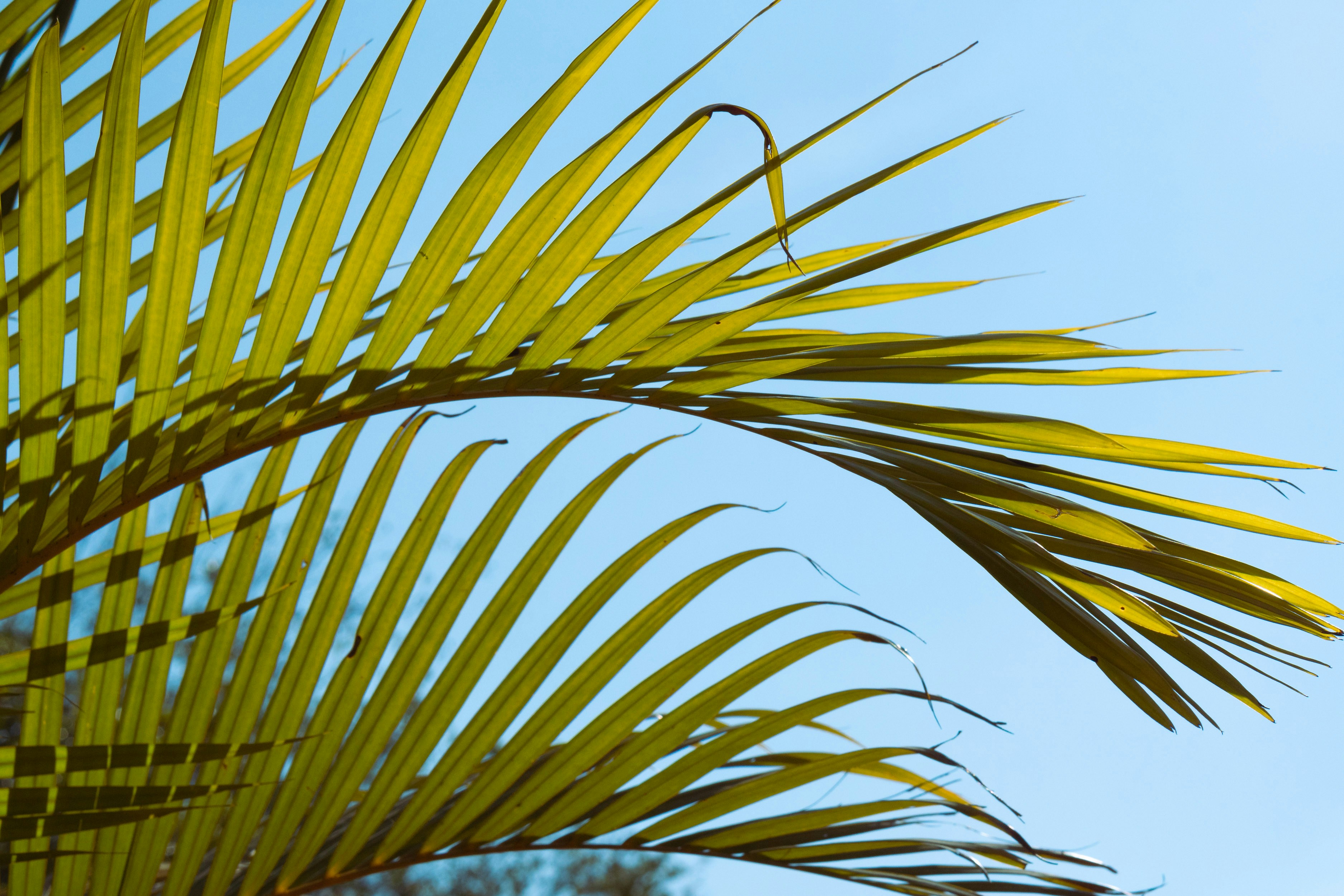 a close up of a palm tree with a blue sky in the background