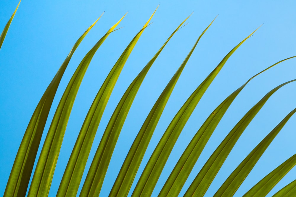 a close up of a palm leaf against a blue sky