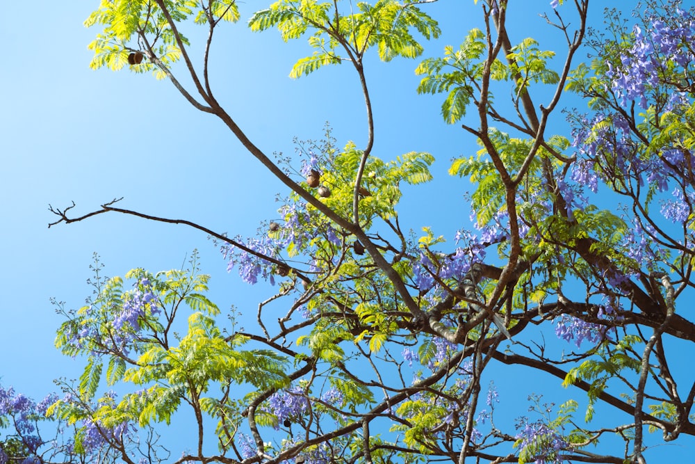 a tree with purple flowers and a blue sky in the background