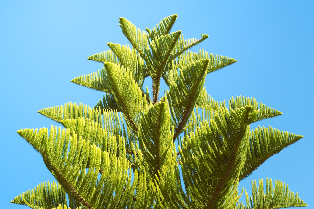 a close up of a tree branch with a blue sky in the background