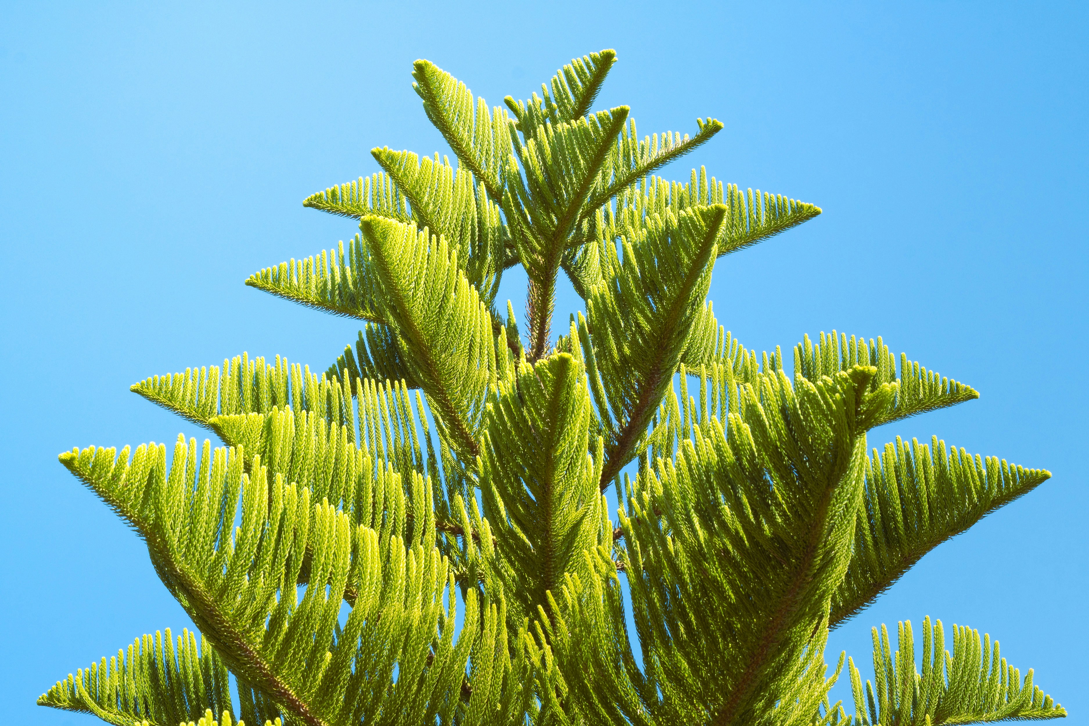 a close up of a tree branch with a blue sky in the background