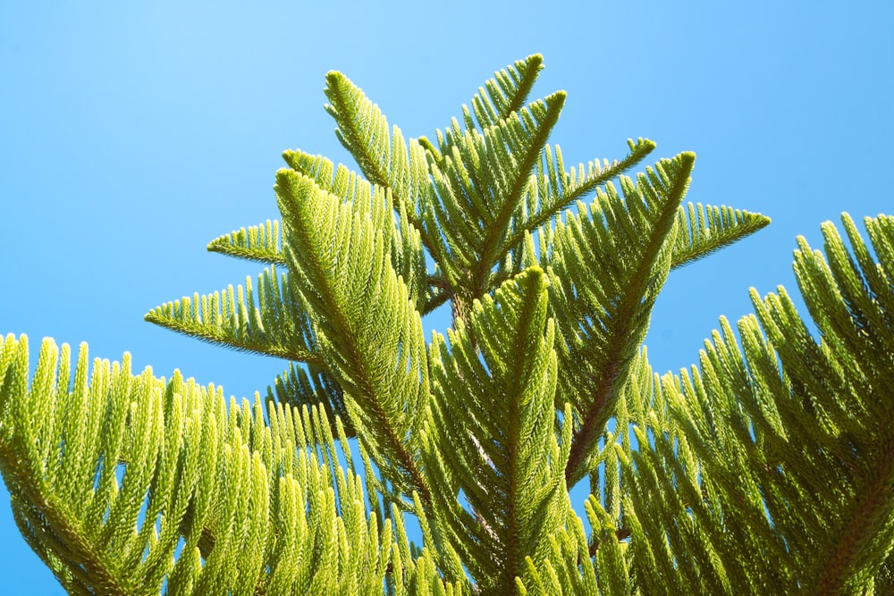 a close up of a tree branch with a blue sky in the background