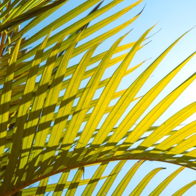 a close up of a palm tree leaves