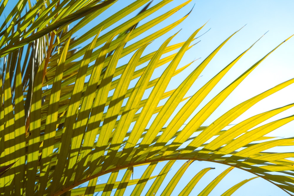 a close up of a palm tree leaves