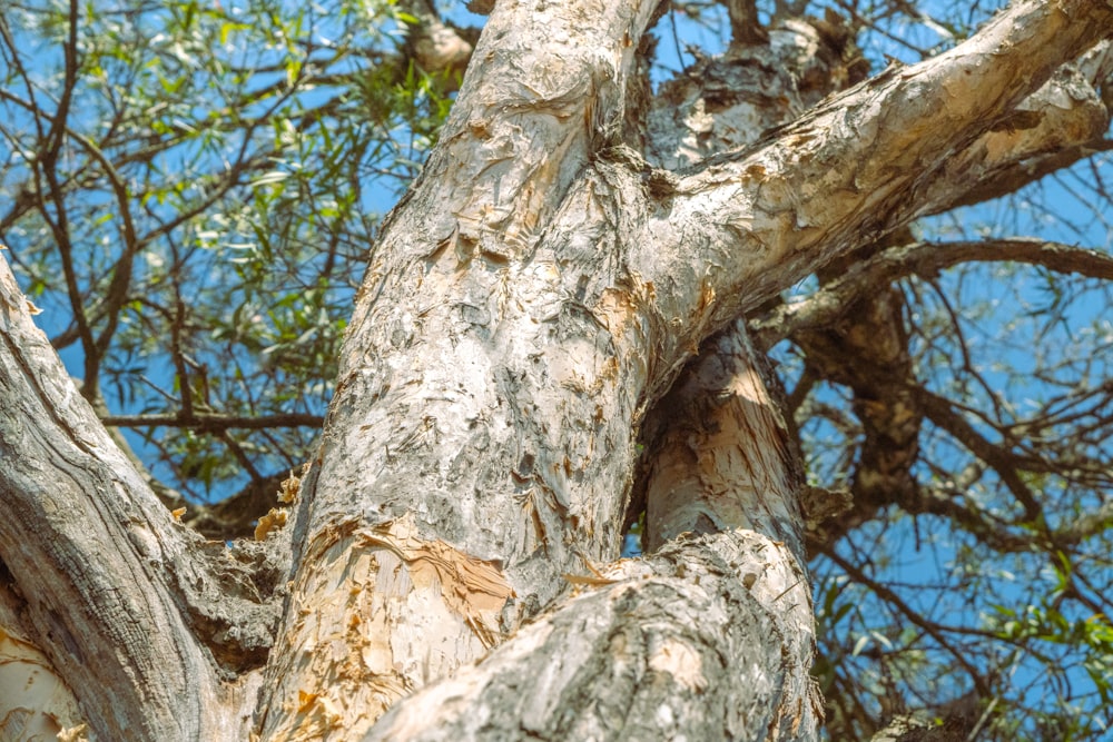 a bird perched on top of a tree branch