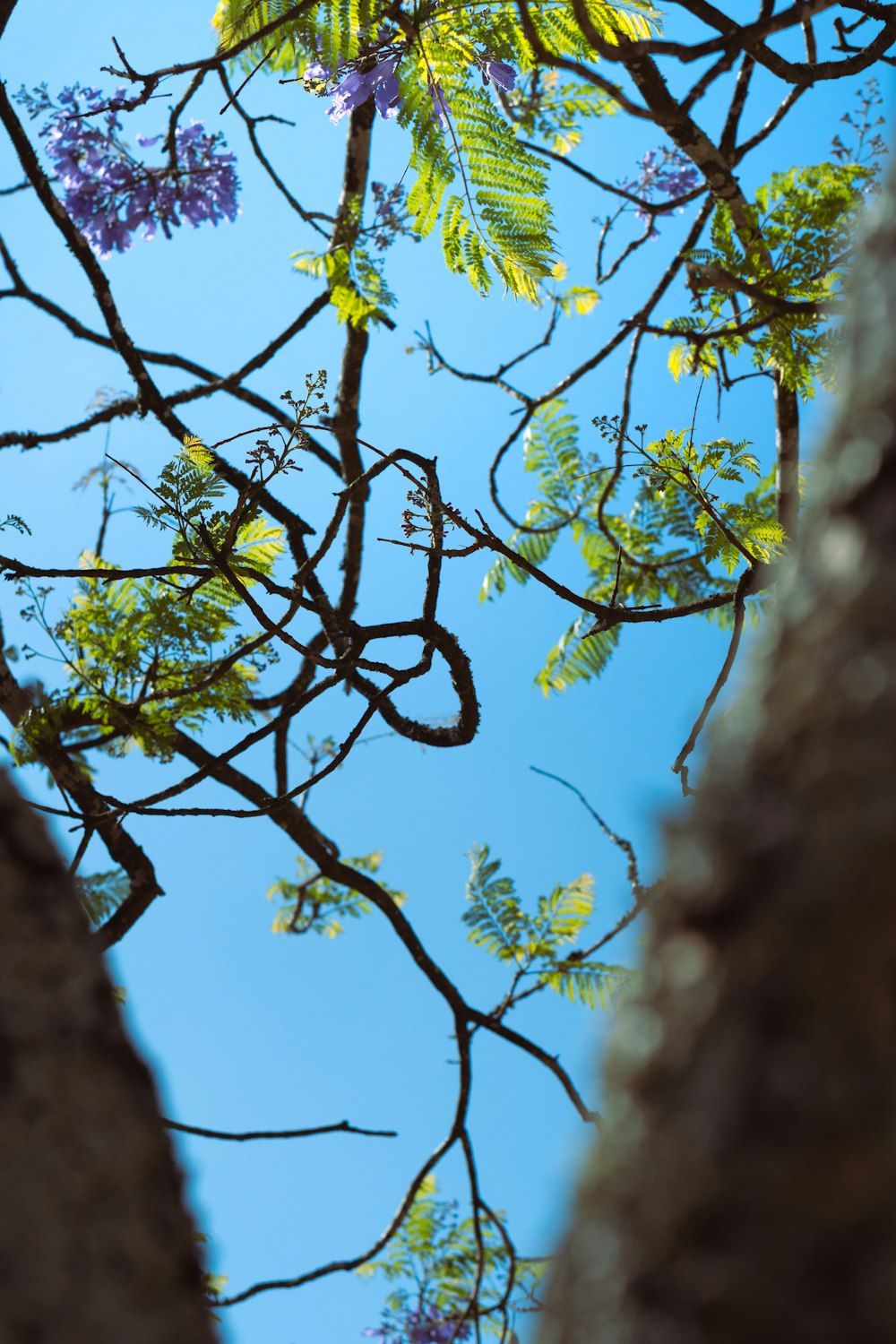 looking up at a tree with purple flowers