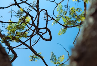 looking up at a tree with purple flowers