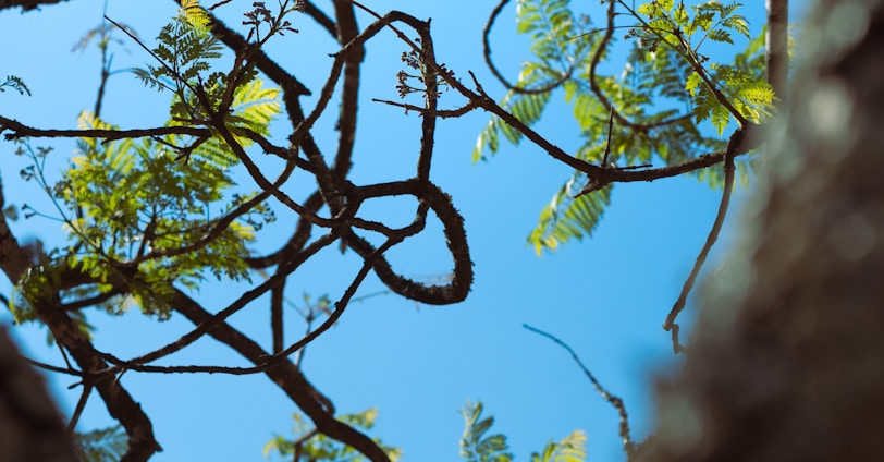 looking up at a tree with purple flowers