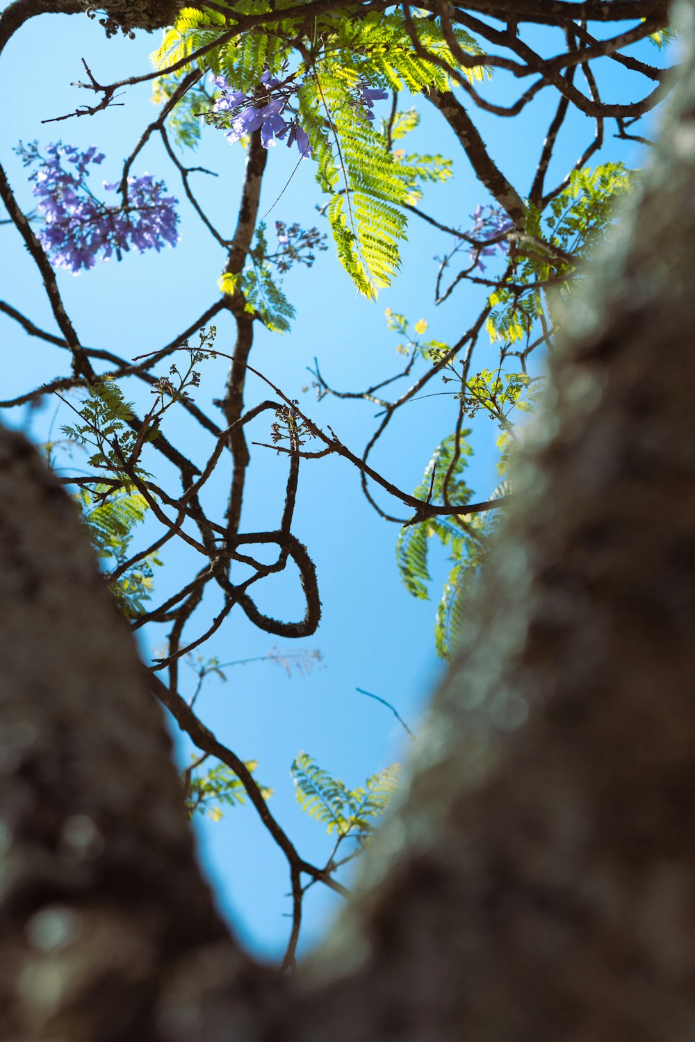 a tree branch with purple flowers and a blue sky in the background