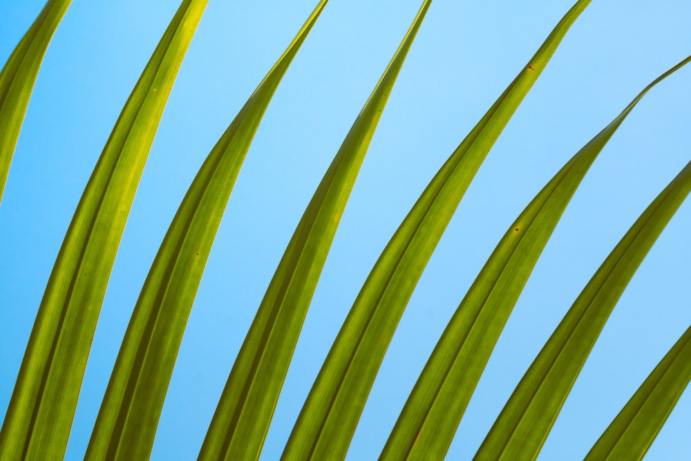 um close up de uma folha verde contra um céu azul