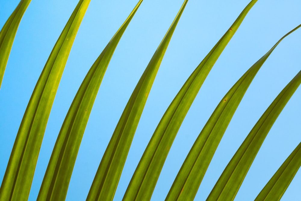 Un primer plano de una hoja verde contra un cielo azul