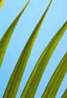 a close up of a green leaf against a blue sky