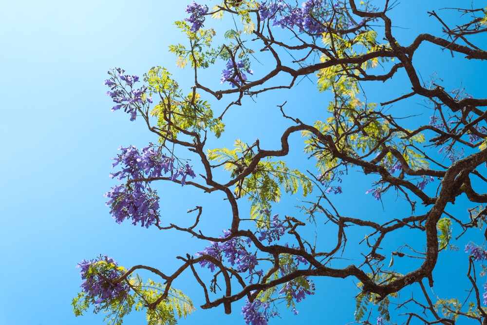 un árbol con flores púrpuras en primer plano y un cielo azul en el fondo