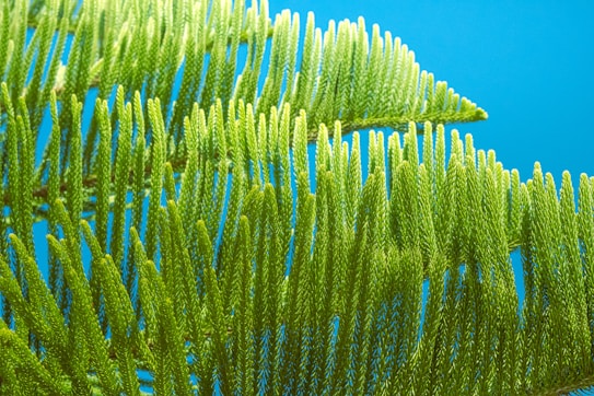 a close up of a tree branch with a blue sky in the background