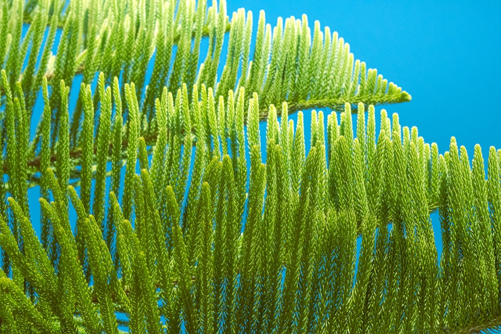 Un primer plano de la rama de un árbol con un cielo azul en el fondo