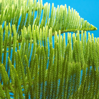 a close up of a tree branch with a blue sky in the background