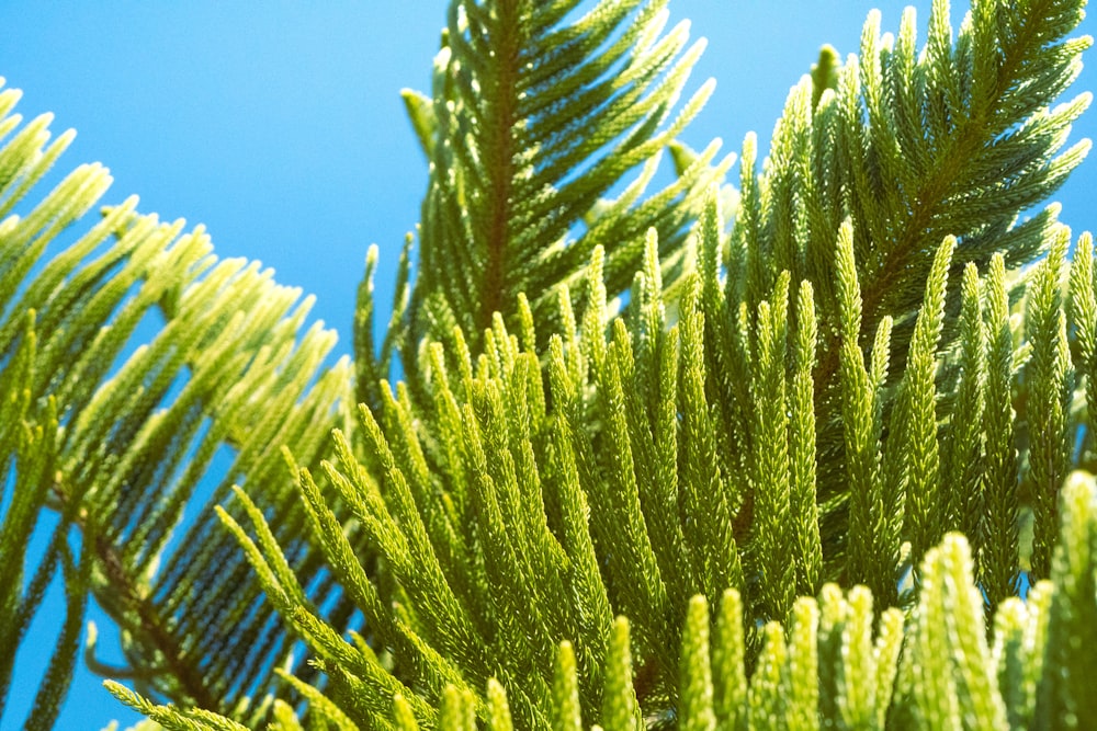 a close up of a pine tree with a blue sky in the background