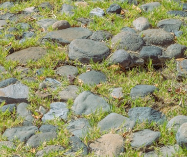 a bunch of rocks that are in the grass