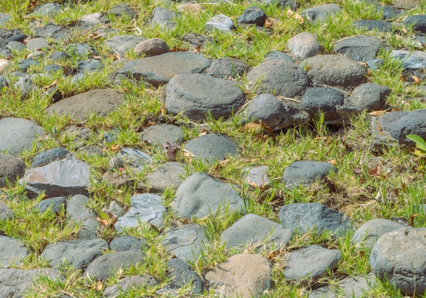 a bunch of rocks that are in the grass