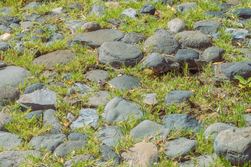 a bunch of rocks that are in the grass