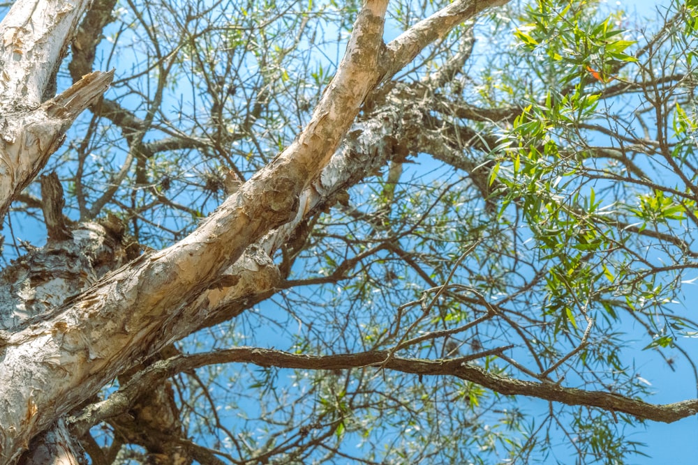 a bird is perched on a tree branch