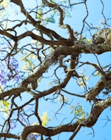 the branches of a tree with purple flowers against a blue sky