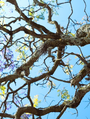 the branches of a tree with purple flowers against a blue sky