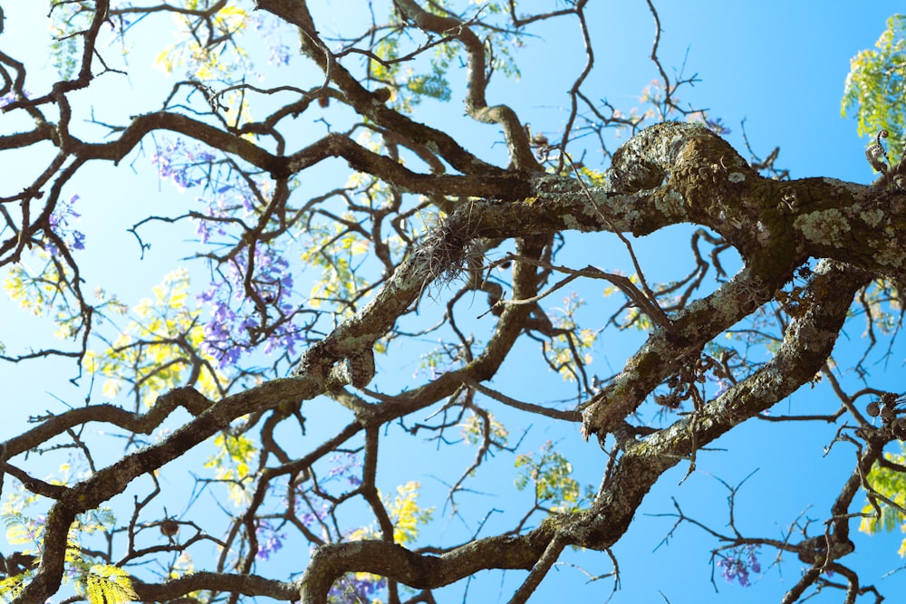 the branches of a tree with purple flowers against a blue sky