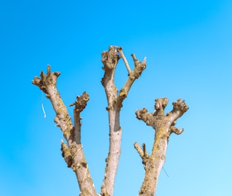 a bare tree with no leaves against a blue sky