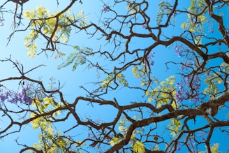 the branches of a tree with purple flowers against a blue sky