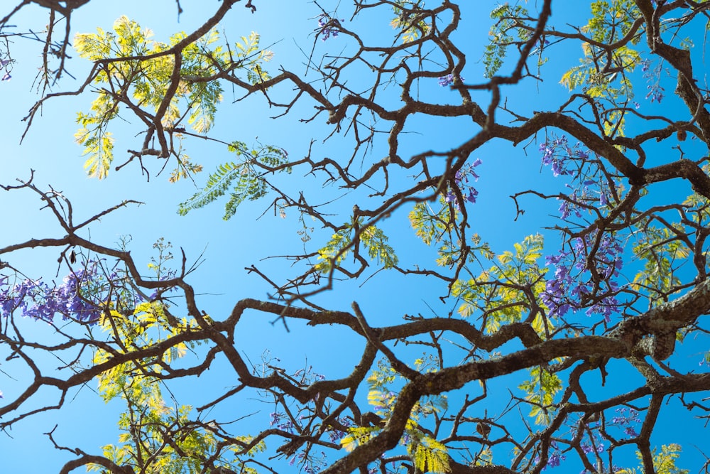 푸른 하늘을 배경으로 보라색 꽃을 피우는 나무 가지